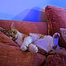 cat, orange_cat, white_cat, couch, pillow, indoor, relaxed, pet, feline, stretching, cozy, fur, whiskers, paw, ear, nose, home, resting, comfort, shadow
