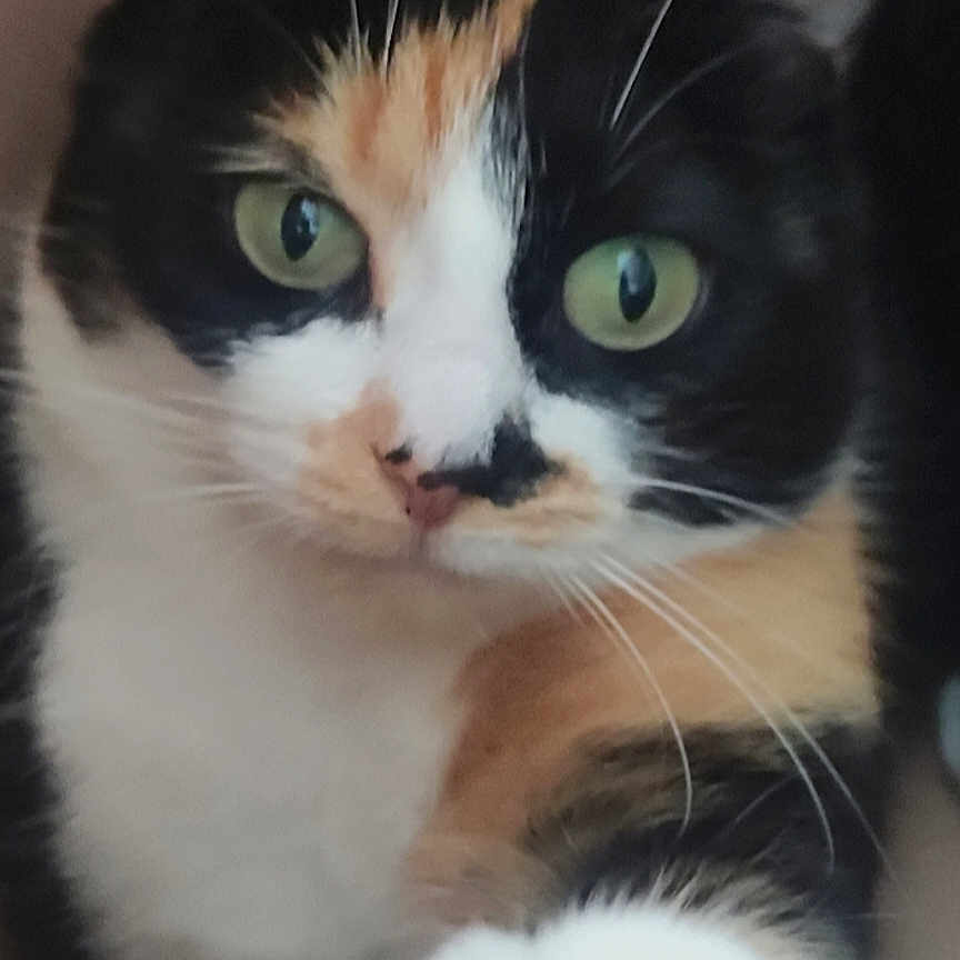 Noisette a rejoint le concours — aidez-le/la à gagner de superbes lots ! abyssinian, advertisement, angora, animal, book, cat, electronics, envelope, greetingcard, hardware, hook, kitten, magazine, mail, manx, pet, poster, publication, snout, text