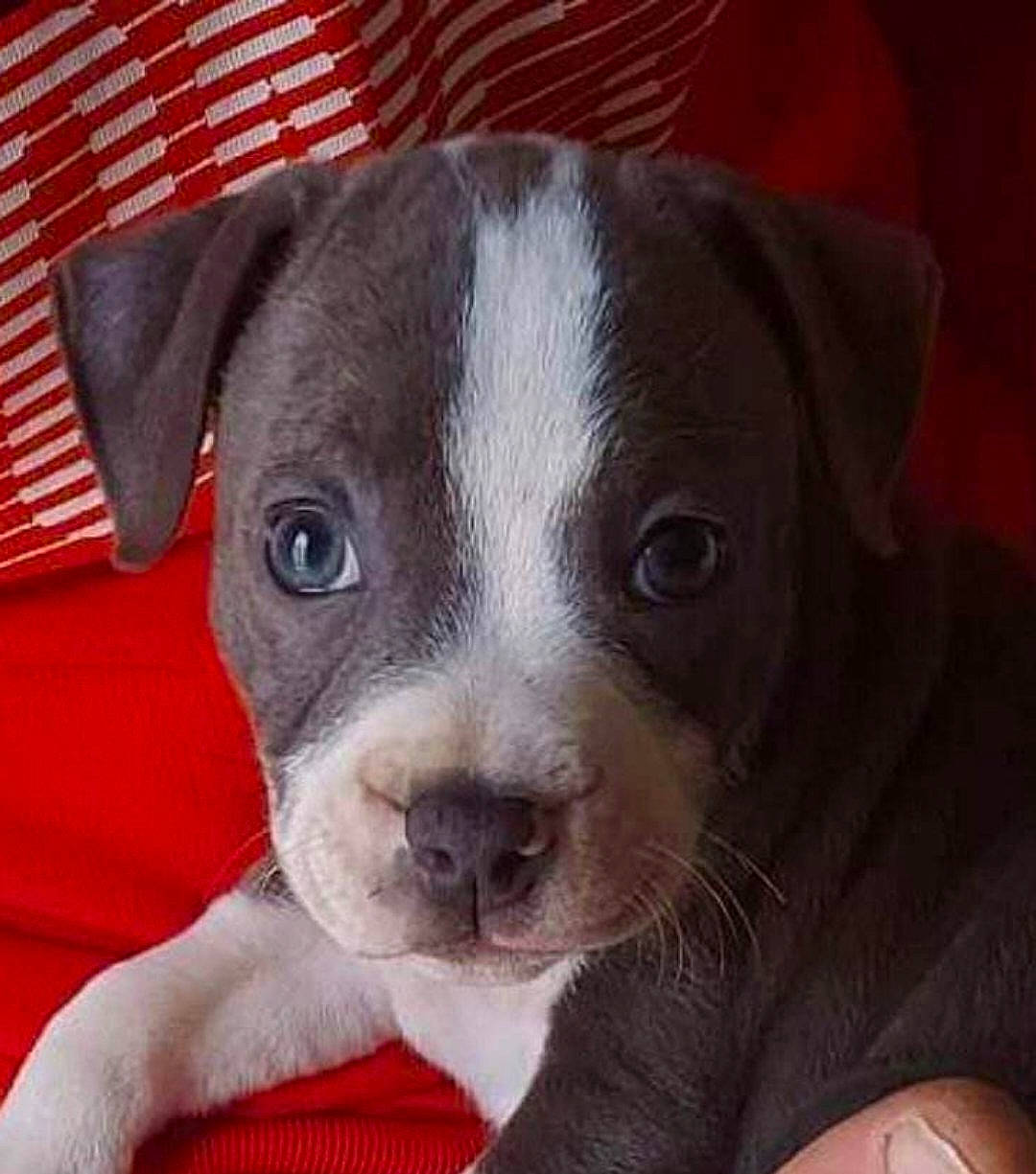 Taïna a rejoint le concours — aidez-le/la à gagner de superbes lots ! bored, canidae, carnivore, collar, companion_dog, dog, dog_breed, fawn, no_expression, non_sporting_group, snout, sporting_group, terrestrial_animal, whiskers, working_animal