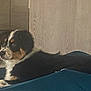 dog, tricolor, lying_down, indoor, wooden_wall, blue_surface, pet, canine, fur, relaxed, side_view, animal, domestic, companion, resting, calm, cute, mammal, portrait, household