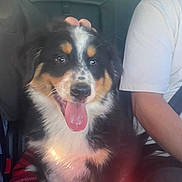 Abou participe au concours pour gagner de l'argent avec cette photo : puppy, dog, tongue_out, car_interior, blanket, plaid, sitting, happy, pet, companion, fur, black, white, brown, seatbelt, human_arm, casual_clothing, indoor, closeup, animal