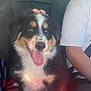 puppy, dog, tongue_out, car_interior, blanket, plaid, sitting, happy, pet, companion, fur, black, white, brown, seatbelt, human_arm, casual_clothing, indoor, closeup, animal