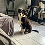 puppy, dog, indoor, tile_floor, cat_tree, stool, blanket, furniture, pet, animal, black, white, brown, fur, sitting, young_dog, home, cozy, natural_light, curious