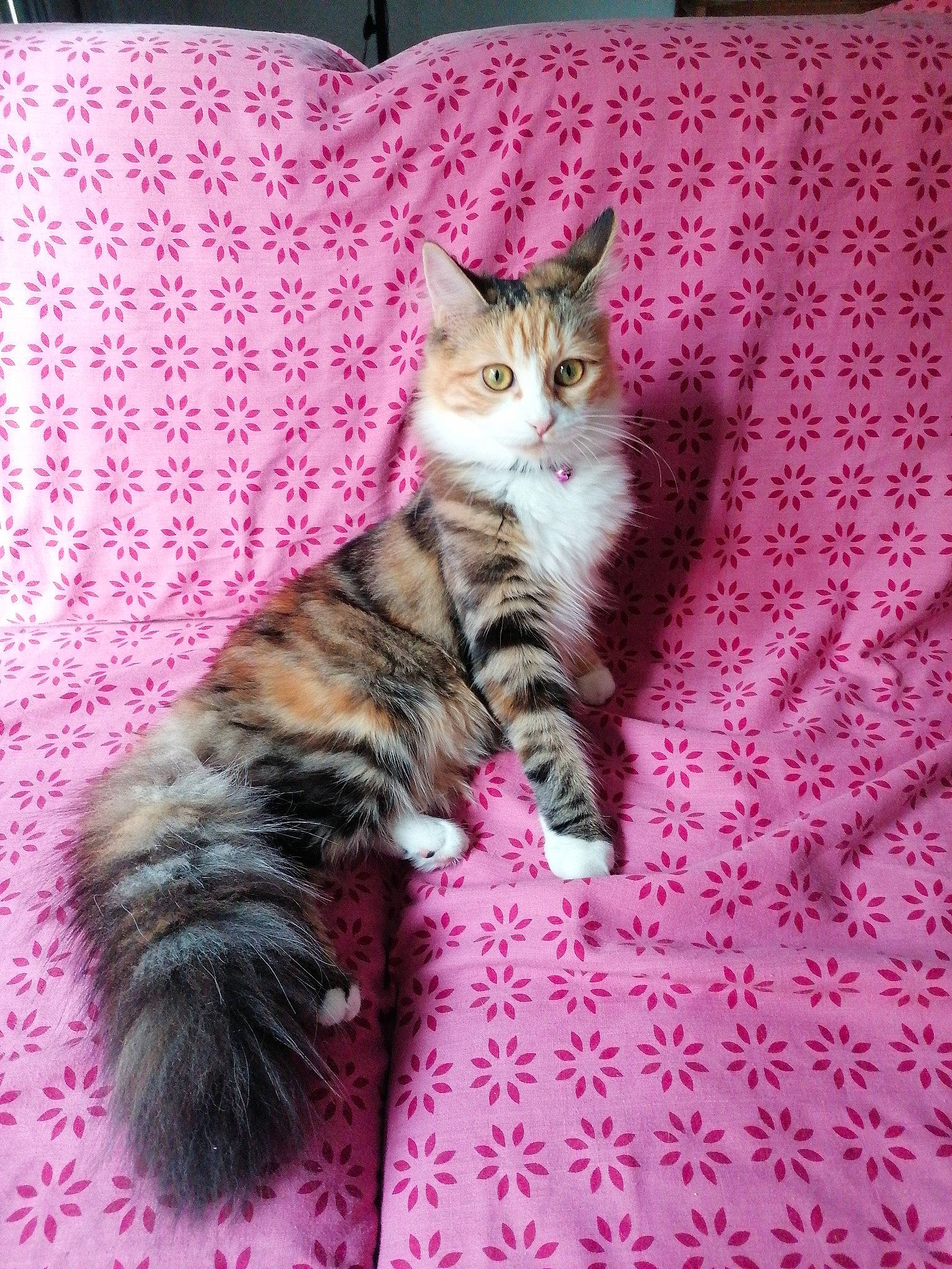 Lyla participe au concours pour gagner de l'argent avec cette photo : carnivore, cat, claw, comfort, domestic_short_haired_cat, fawn, felidae, fur, linens, magenta, pattern, paw, pillow, pink, plant, small_to_medium_sized_cats, tail, textile, throw_pillow, whiskers