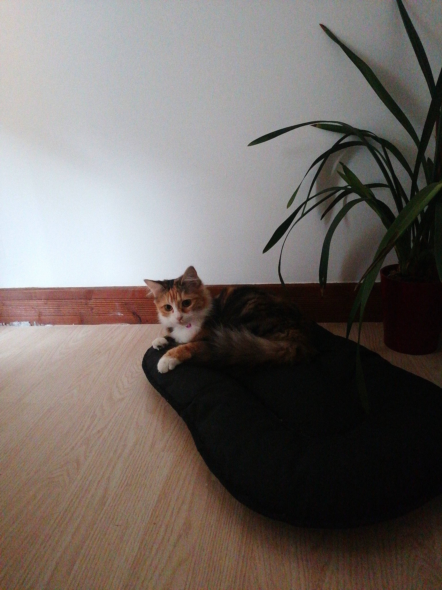 Lyla a rejoint le concours — aidez-le/la à gagner de superbes lots ! carnivore, cat, comfort, domestic_short_haired_cat, fawn, felidae, flooring, flowerpot, fur, hardwood, houseplant, plant, room, sitting, small_to_medium_sized_cats, stairs, tail, whiskers, window, wood