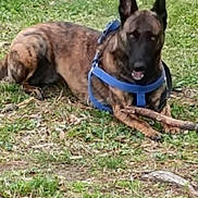 Nina a rejoint le concours — aidez-le/la à gagner de superbes lots ! alert, animal, blue_harness, brindle_coat, canine, daytime, dog, ears, field, fur, grass, lying_down, nature, outdoor, paw, pet, playful, snout, stick, tongue