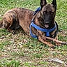 alert, animal, blue_harness, brindle_coat, canine, daytime, dog, ears, field, fur, grass, lying_down, nature, outdoor, paw, pet, playful, snout, stick, tongue