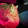 cat, orange_cat, pet, feline, fur, whiskers, ears, paws, curled_up, blanket, throw_blanket, couch, cushion, indoor, cozy, resting, portrait, colored_lighting, pink_light, green_light