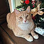 cat, ginger_cat, feline, pet, indoor, christmas_tree, ornament, nutcracker, decorative_bow, leather_sofa, whiskers, paws, golden_eyes, close_up, portrait, cozy, domestic_cat, holiday_decor, sitting, looking_at_camera