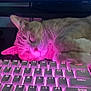 cat, sleeping_cat, keyboard, backlit_keyboard, pink_light, rgb_lighting, desk, computer_keyboard, paws, fur, whiskers, sleeping, cozy, indoor, monitor, electronics, gaming_setup, ambient_light, closeup, cute