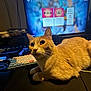 Gohan is registered to the contest to win money with this photo: cat, orange_cat, pet, indoor, monitor, computer, keyboard, desk, gaming, mousepad, whiskers, paws, fur, close_up, portrait, tabby, home_office, screen, electronics, cozy