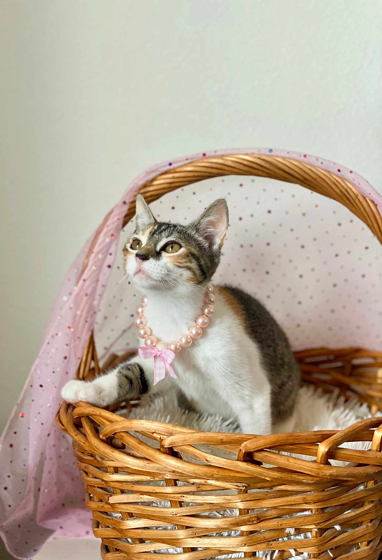 Midge is registered to the contest to win money with this photo: adorable, basket, cat, closeup, curious, cute, decorative, domestic_animal, feline, indoor, kitten, pearl_necklace, pet, pink_bow, pink_fabric, portrait, soft_lighting, sparkles, white_blanket, wicker
