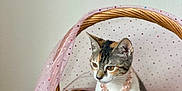 Midge joined the competition — help win amazing prizes! animal, cat, cozy, cute, decor, domestic_cat, feline, fluffy_bed, indoor, kitten, pearl_necklace, pet, pink_fabric, portrait, sitting, soft, sparkly, white_wall, wicker_basket, young_cat