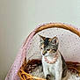 animal, cat, cozy, cute, decor, domestic_cat, feline, fluffy_bed, indoor, kitten, pearl_necklace, pet, pink_fabric, portrait, sitting, soft, sparkly, white_wall, wicker_basket, young_cat