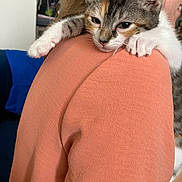Midge is registered to the contest to win money with this photo: animal, cat, closeup, clothing, cute, domestic, face, fur, holding, indoor, kitten, mammal, orange_shirt, person, pet, portrait, shoulder, sleepy, whiskers, young