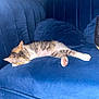 Midge joined the competition — help win amazing prizes! blue_couch, cat, cozy, cushion, cute, domestic_animal, feline, fur, home, indoor, kitten, nap, pet, pink_paw_pads, relaxing, resting, sleeping, soft_furniture, striped, tricolor