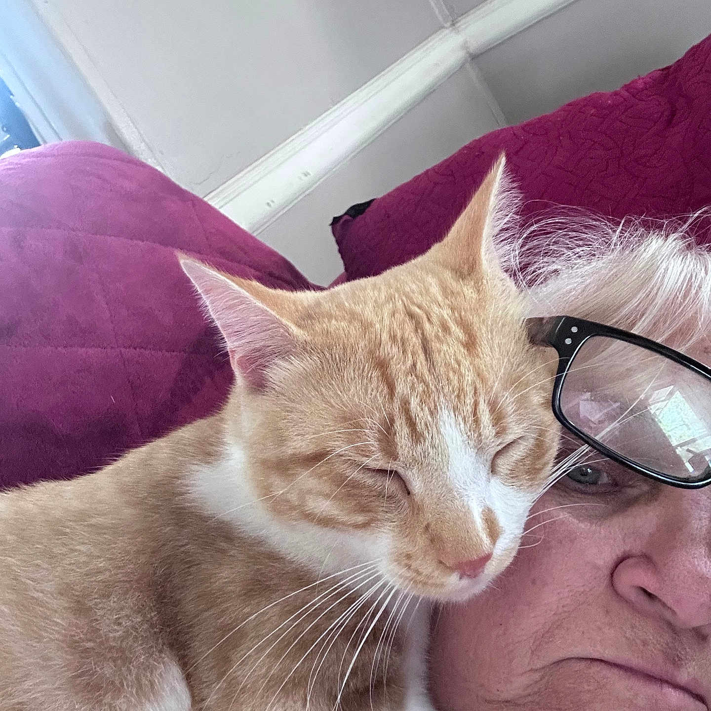 Tigger joined the competition — help win amazing prizes! cat, orange_cat, white_cat, pet, animal, sleepy, closed_eyes, whiskers, ears, nose, fur, striped_fur, human, face, glasses, portrait, close_up, bed, pillow, indoors