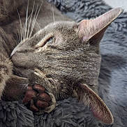 Kylo is registered to the contest to win money with this photo: animal, cat, close_up, cozy, cute, ears, fluffy_blanket, fur, gray_cat, indoor, nap, paw, peaceful, pet, relaxed, resting, sleeping, soft_texture, tabby, whiskers