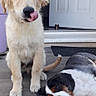 dog, puppy, golden_retriever, tricolor_dog, tongue_out, playing, sitting, lying_down, door, porch, floor, home, pet, animal, cute, outdoor, relaxed, companionship, canine, friendship
