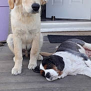 Alvin participe au concours pour gagner de l'argent avec cette photo : dog, puppy, golden_retriever, cavalier_king_charles_spaniel, sitting, lying_down, porch, door, outdoor, pet, animal, relaxed, companion, floor, tile, home, cute, young_dog, furry, canine