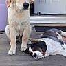 dog, puppy, golden_retriever, cavalier_king_charles_spaniel, sitting, lying_down, porch, door, outdoor, pet, animal, relaxed, companion, floor, tile, home, cute, young_dog, furry, canine