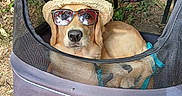Alvin a rejoint le concours — aidez-le/la à gagner de superbes lots ! accessory, animal, brown, canine, cute, dog, fur, golden_retriever, hat, leaves, mesh, nature, outdoor, pet_stroller, relaxed, resting, shade, summer, sun_protection, sunglasses