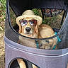 Alvin a rejoint le concours — aidez-le/la à gagner de superbes lots ! dog, golden_retriever, hat, sunglasses, pet_stroller, mesh, outdoor, leaves, nature, relaxed, canine, brown, fur, animal, summer, sun_protection, accessory, shade, cute, resting