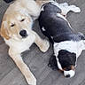 Alvin participe au concours pour gagner de l'argent avec cette photo : puppy, dog, floor, wooden_floor, resting, laying_down, black_and_white, golden, tri_color, cute, pet, animal, indoor, relaxed, friendship, two_dogs, canine, sleepy, young_dog, companion