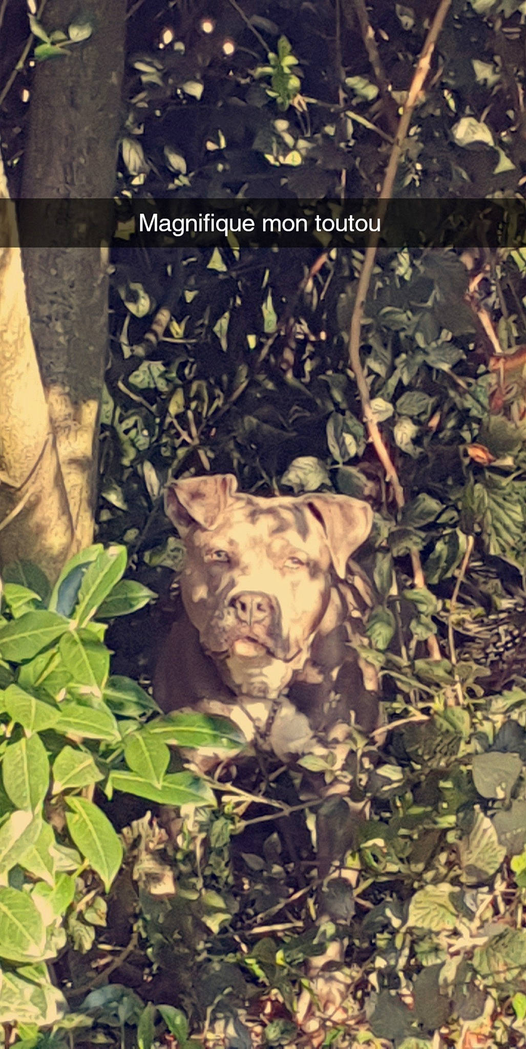 Onix participe au concours pour gagner de l'argent avec cette photo : adaptation, american_pit_bull_terrier, canidae, carnivore, dog_breed, fawn, leaf, non_sporting_group, organism, pit_bull, plant, sporting_group, weimaraner