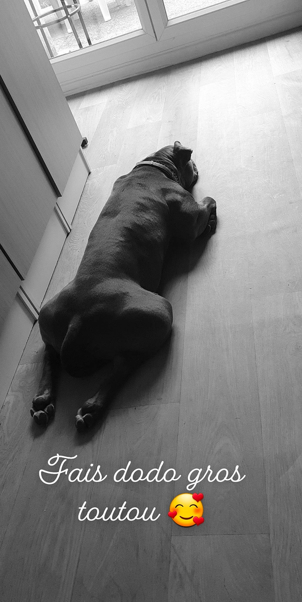 Onix participe au concours pour gagner de l'argent avec cette photo : american_pit_bull_terrier, cane_corso, canidae, carnivore, companion_dog, dog, dog_breed, fawn, floor, flooring, french_bulldog, guard_dog, non_sporting_group, photo_caption, pug, puppy, snout, sporting_group, tail