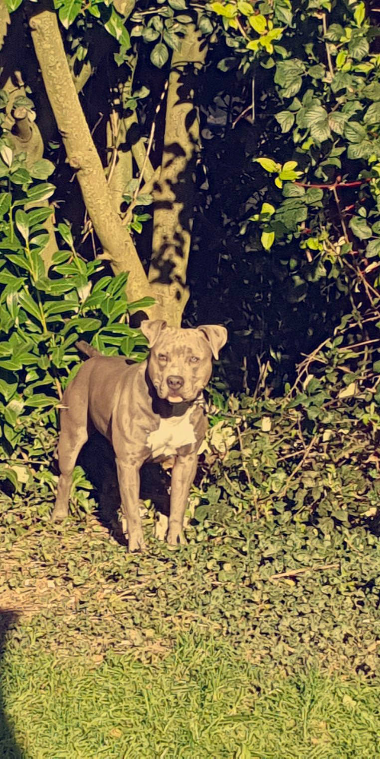Onix participe au concours pour gagner de l'argent avec cette photo : american_pit_bull_terrier, american_staffordshire_terrier, canidae, carnivore, dog, dog_breed, fawn, leaf, non_sporting_group, pit_bull, plant, puppy, soil, sporting_group, tail, tree