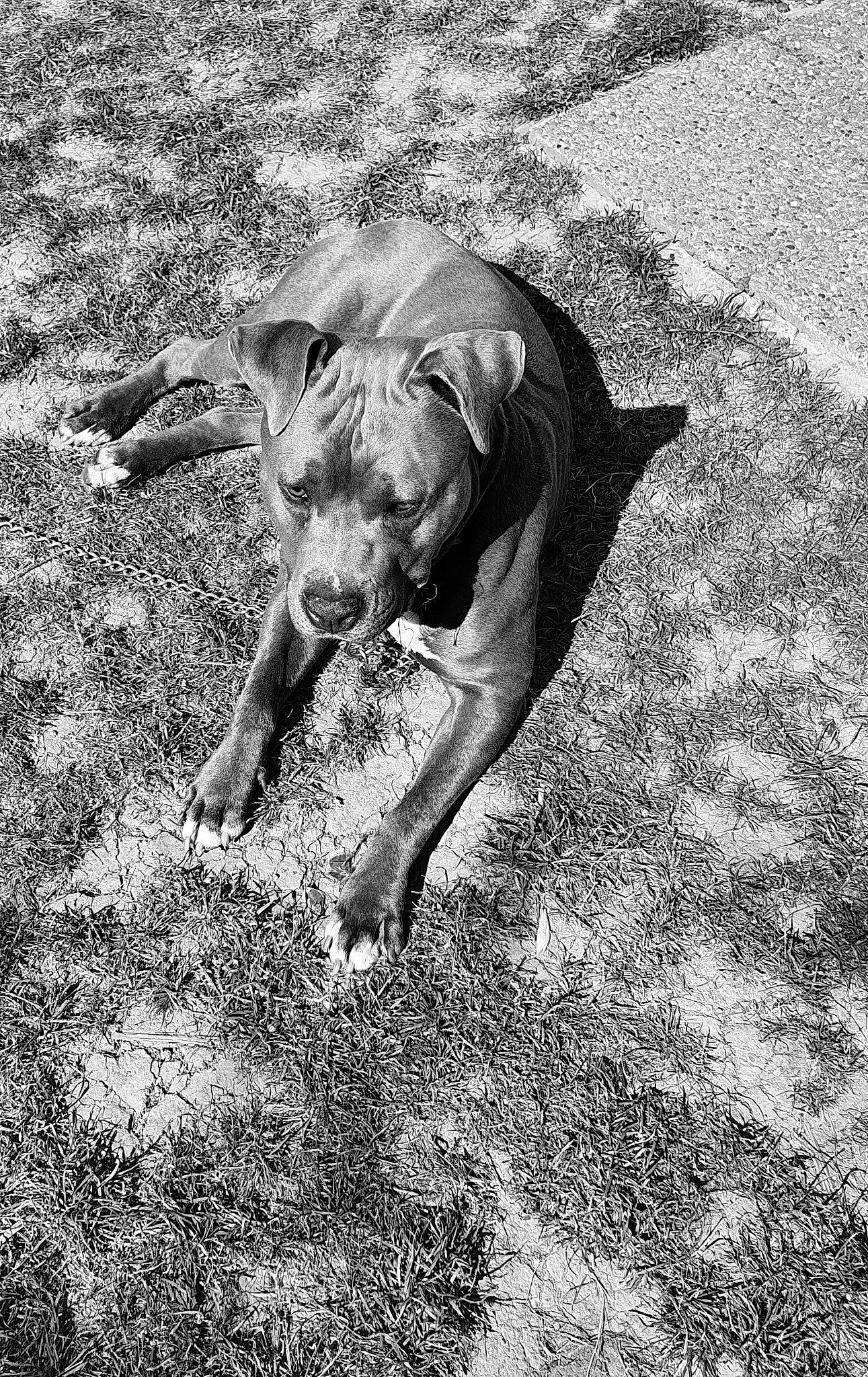 Onix participe au concours pour gagner de l'argent avec cette photo : black, black_and_white, canidae, carnivore, dog, dog_breed, fawn, monochrome, monochrome_photography, photography, rhodesian_ridgeback, snout, sporting_group, street_dog, weimaraner