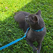 Ghost is registered to the contest to win money with this photo: cat, gray_cat, grass, outdoor, pet, collar, leash, animal, nature, greenery, feline, resting, daylight, closeup, cute, domestic_cat, side_view, whiskers, ears, mammal