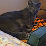 Ghost is registered to the contest to win money with this photo: cat, gray_cat, bed, blanket, floral_pattern, orange_fabric, black_pattern, furniture, indoor, pet, animal, curious, resting, cozy, soft_texture, sleeping_area, domestic, cute, whiskers, ears