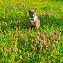 cat, gray_cat, harness, grass, flowers, purple_flowers, greenery, garden, outdoor, sunlight, pets, animals, nature, field, plants, toys, daytime, trees, leaves, spring