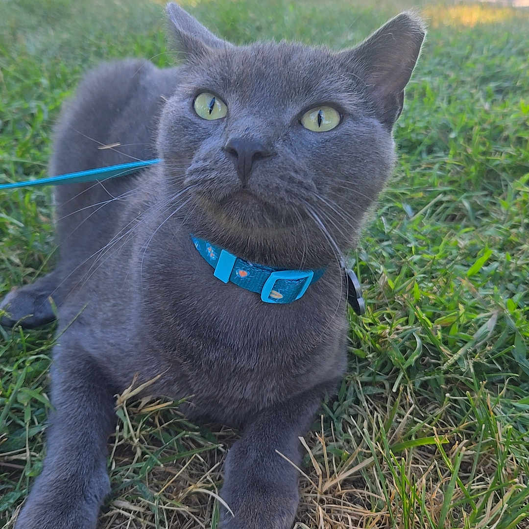 Ghost is registered to the contest to win money with this photo: animal, cat, closeup, collar, curious, daylight, domestic_animal, fur, grass, gray_cat, greenery, leash, mammal, nature, outdoor, pet, relaxing, suburban, whiskers, yellow_eyes