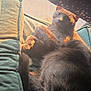 cat, gray_cat, couch, cushion, sunlight, window, curtain, star_pattern, indoor, pet, relaxed, feline, fur, cozy, resting, animal, home, comfort, green, shadow