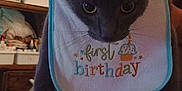Ghost joined the competition — help win amazing prizes! cat, birthday_hat, bib, first_birthday, grey_cat, indoor, celebration, party_emojis, stuffed_animals, decorations, colorful, curious, pet, hand_holding, close_up, face, whiskers, feline, celebratory, fun