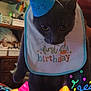cat, birthday_hat, bib, first_birthday, grey_cat, indoor, celebration, party_emojis, stuffed_animals, decorations, colorful, curious, pet, hand_holding, close_up, face, whiskers, feline, celebratory, fun