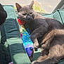 cat, gray_cat, pet_bed, window, sunlight, toy, fish_toy, cuddling, relaxed, indoor, feline, sleepy, cozy, green_bed, screen, shadow, fur, animal, cute, resting