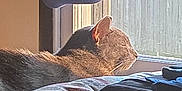 Ghost joined the competition — help win amazing prizes! cat, window, sunlight, pillow, blanket, curtain, indoor, cozy, feline, resting, sleeping, home, soft, warm, relaxing, animal, pet, quiet, daylight, decor