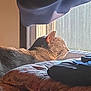 Ghost joined the competition — help win amazing prizes! cat, window, sunlight, pillow, blanket, curtain, indoor, cozy, feline, resting, sleeping, home, soft, warm, relaxing, animal, pet, quiet, daylight, decor