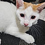 Chico joined the competition — help win amazing prizes! cat, kitten, white, orange, pet, animal, whiskers, ears, cute, closeup, face, paw, indoor, curious, looking, feline, young, soft, texture, black