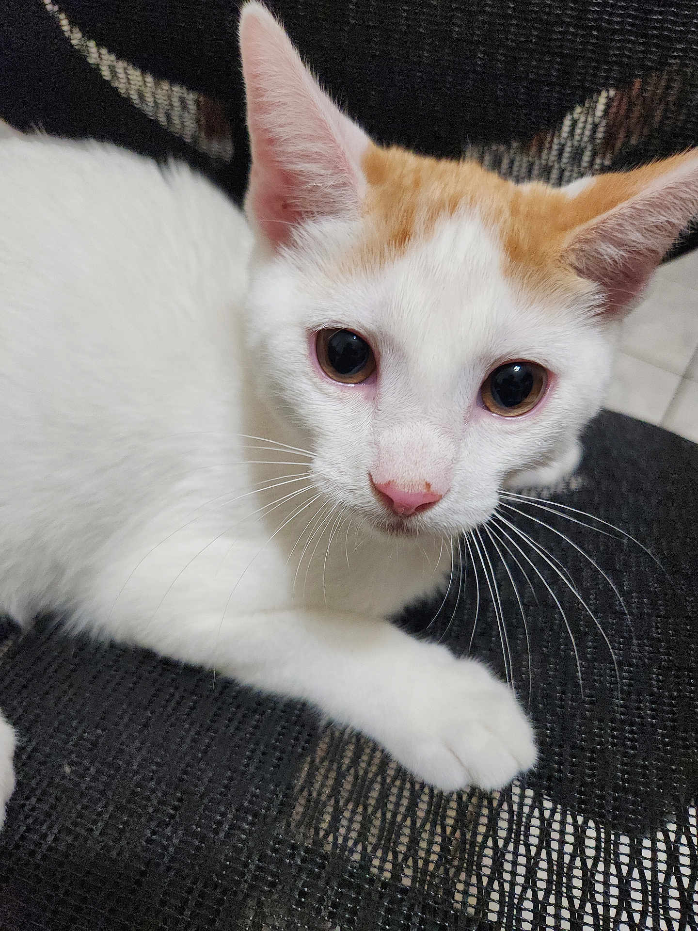 Chico joined the competition — help win amazing prizes! cat, kitten, white, orange, pet, animal, whiskers, ears, cute, closeup, face, paw, indoor, curious, looking, feline, young, soft, texture, black