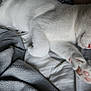 Chico is registered to the contest to win money with this photo: cat, white_cat, paw, pink_paw_pads, sleepy, bed, blanket, gray_blanket, resting, feline, pet, soft_texture, cozy, fur, animal, relaxation, nap, indoors, closeup, cute