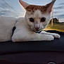 cat, animal, pet, white_cat, orange_cat, dashboard, car_interior, outdoor, sky, clouds, dusk, nature, field, animal_face, closeup, cute, feline, resting, portrait, domestic_animal