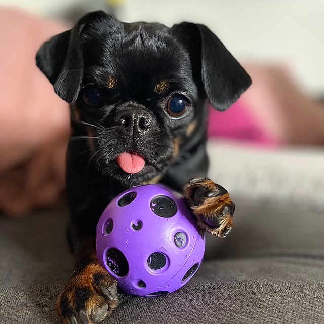 Rosie participe au concours pour gagner de l'argent avec cette photo : animal, ball, bee, bulldog, canine, dog, football, frenchbulldog, honeybee, hound, insect, invertebrate, person, pet, pug, puppy, soccer, soccerball, sphere, sport