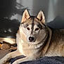 Meïka a rejoint le concours — aidez-le/la à gagner de superbes lots ! animal, brown_eyes, calm, companion, dog, ears, floor, fur, husky, indoors, lying_down, muzzle, nose, pet, portrait, relaxed, shadow, sunlight, towel, wall