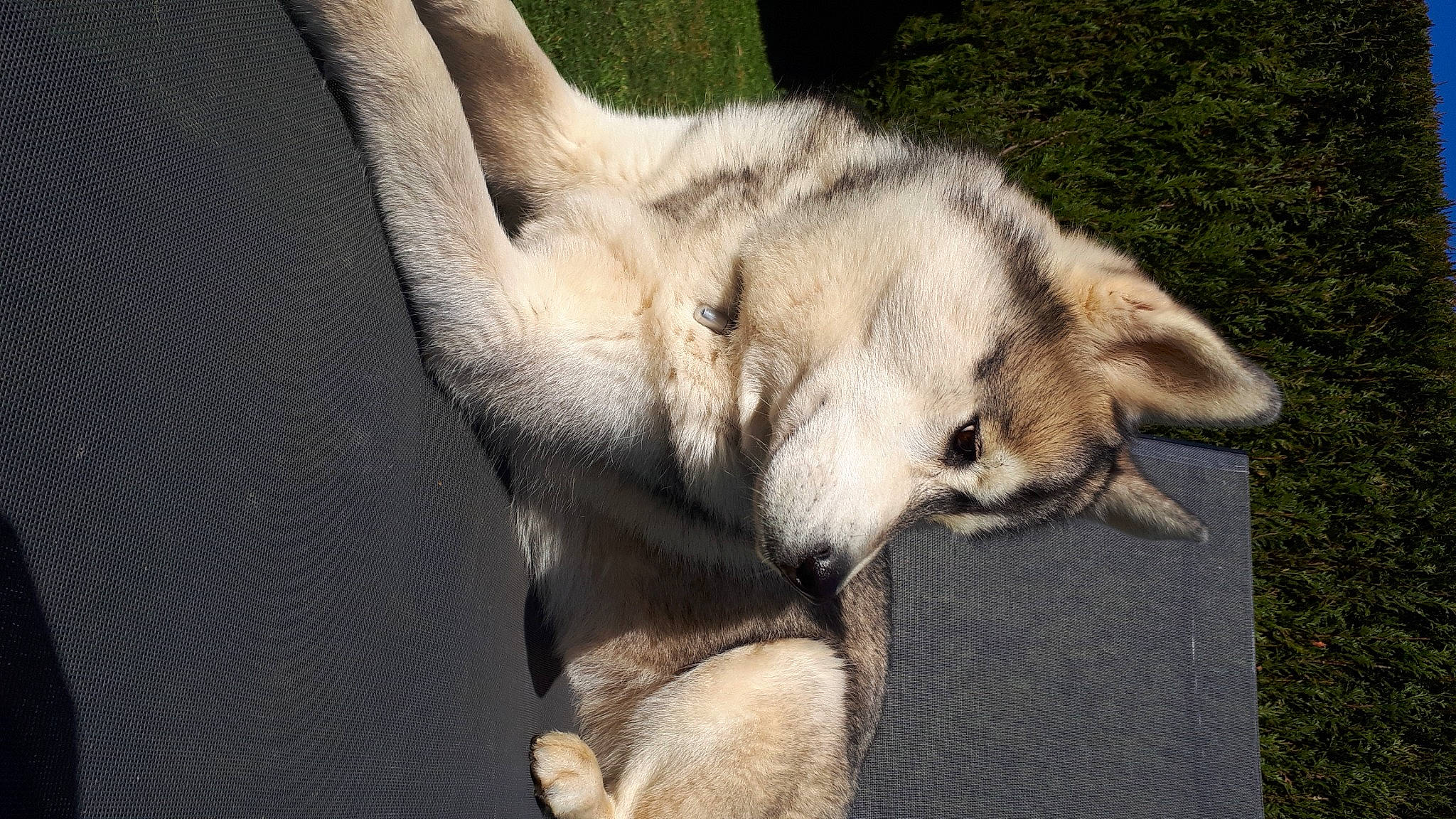 Meika a rejoint le concours — aidez-le/la à gagner de superbes lots ! canidae, canis, carnivore, claw, companion_dog, dog, dog_breed, fawn, foot, fur, paw, plant, snout, sporting_group, street_dog, tail, terrestrial_animal, whiskers, working_animal, working_dog