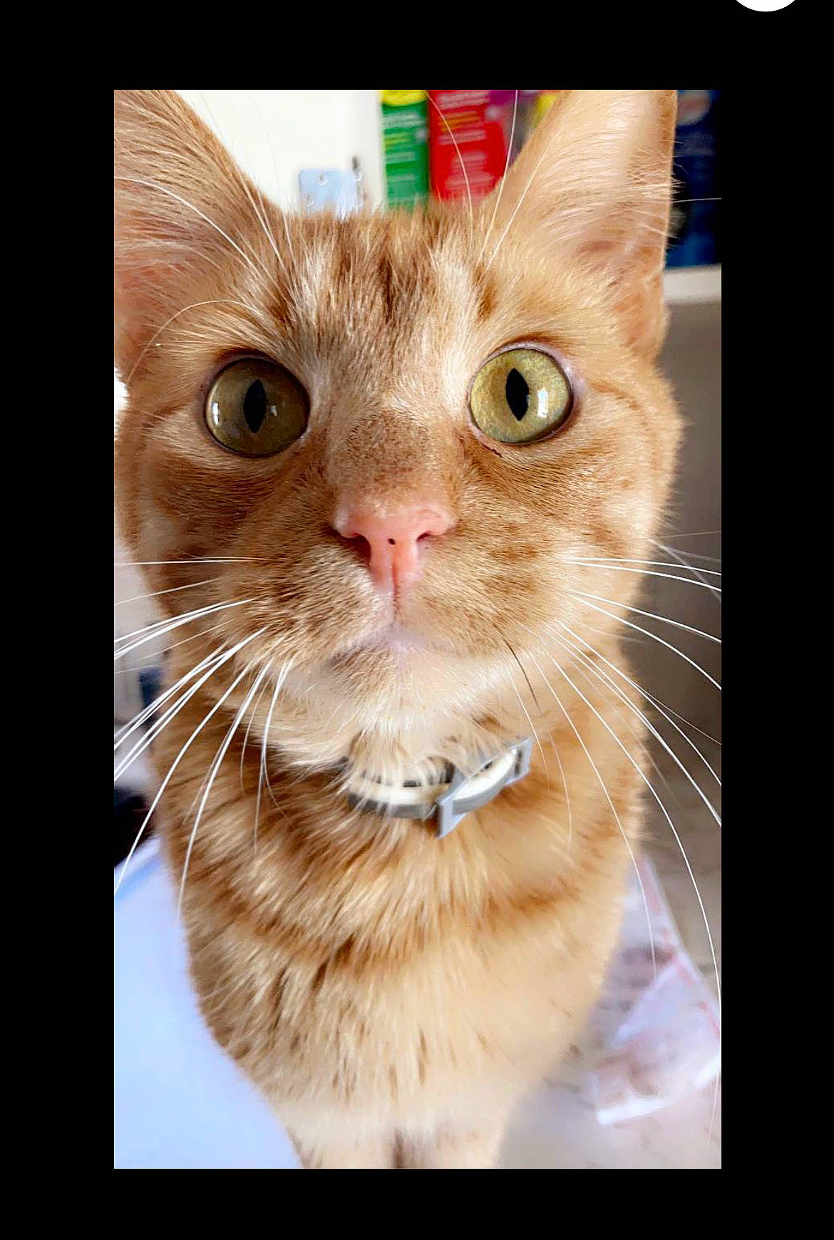 Buttercup joined the competition — help win amazing prizes! art, carnivore, cat, cat_supply, claw, domestic_short_haired_cat, felidae, font, fur, paw, pet_supply, photo_caption, rectangle, small_to_medium_sized_cats, square, symmetry, terrestrial_animal, whiskers